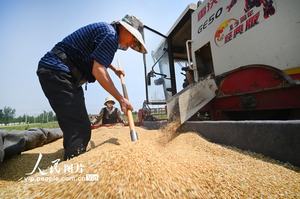 開封麥收忙【3】