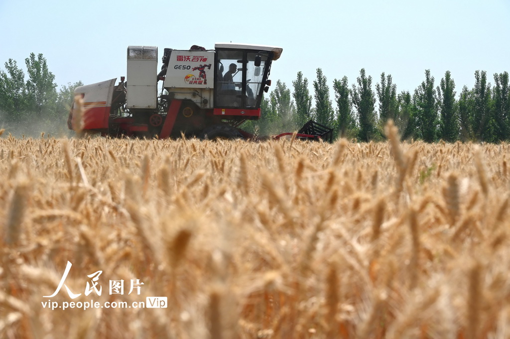 開封麥收忙【4】
