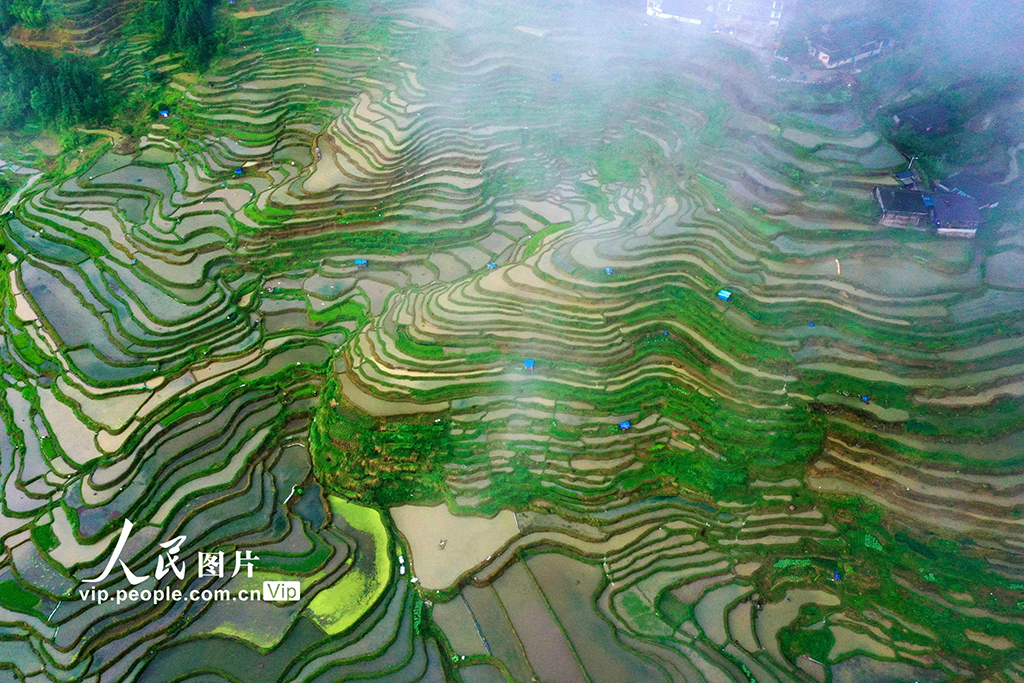 廣西融水：夏日梯田美如畫【2】