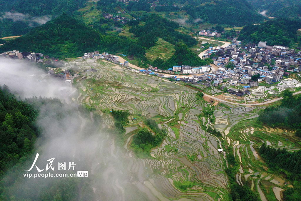 廣西融水：夏日梯田美如畫【3】