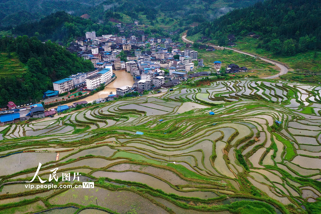 廣西融水：夏日梯田美如畫【4】