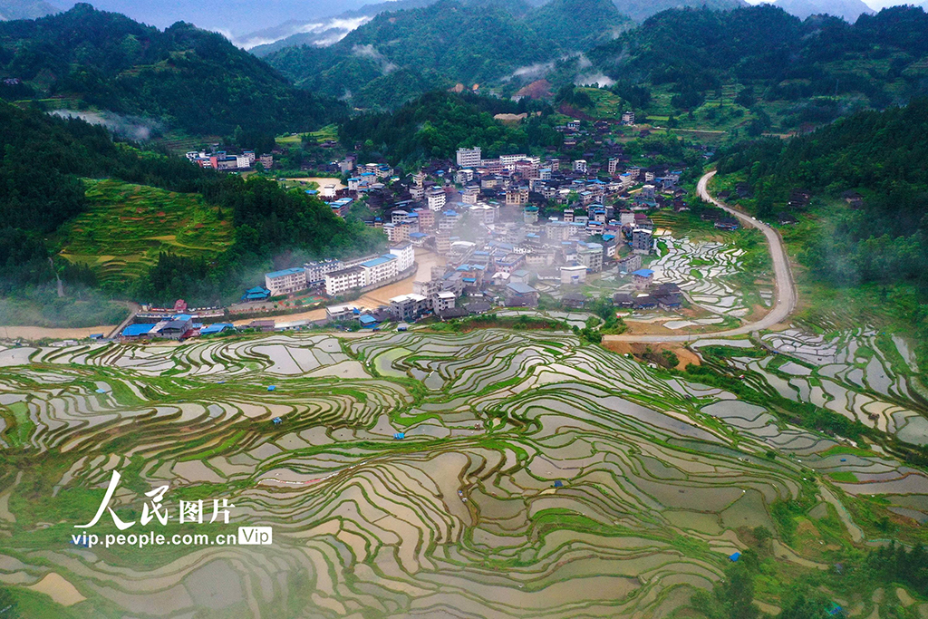 廣西融水：夏日梯田美如畫【5】