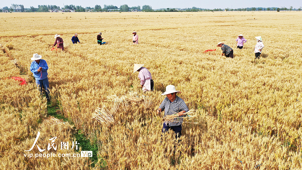 河南許昌：麥田里“選秀”