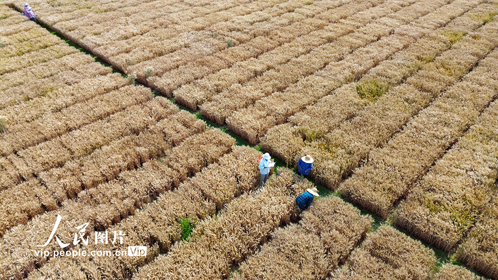 河南許昌:麥田里“選秀”【4】