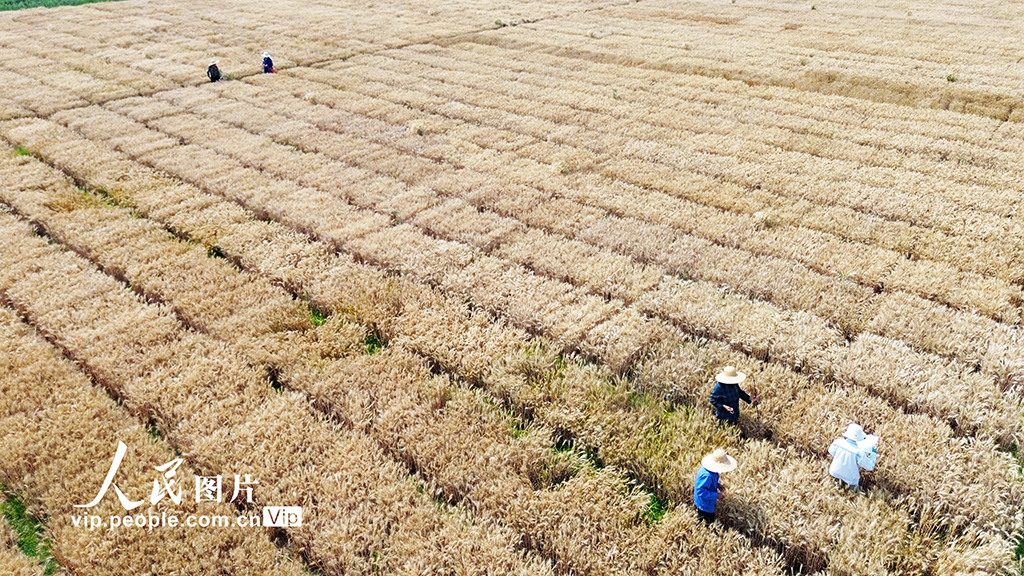 河南許昌:麥田里“選秀”【5】