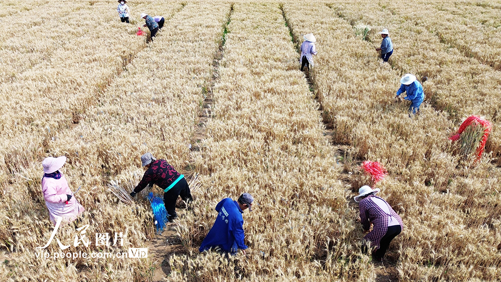 河南許昌:麥田里“選秀”【7】