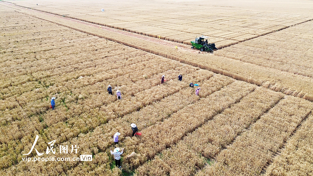 河南許昌:麥田里“選秀”【8】