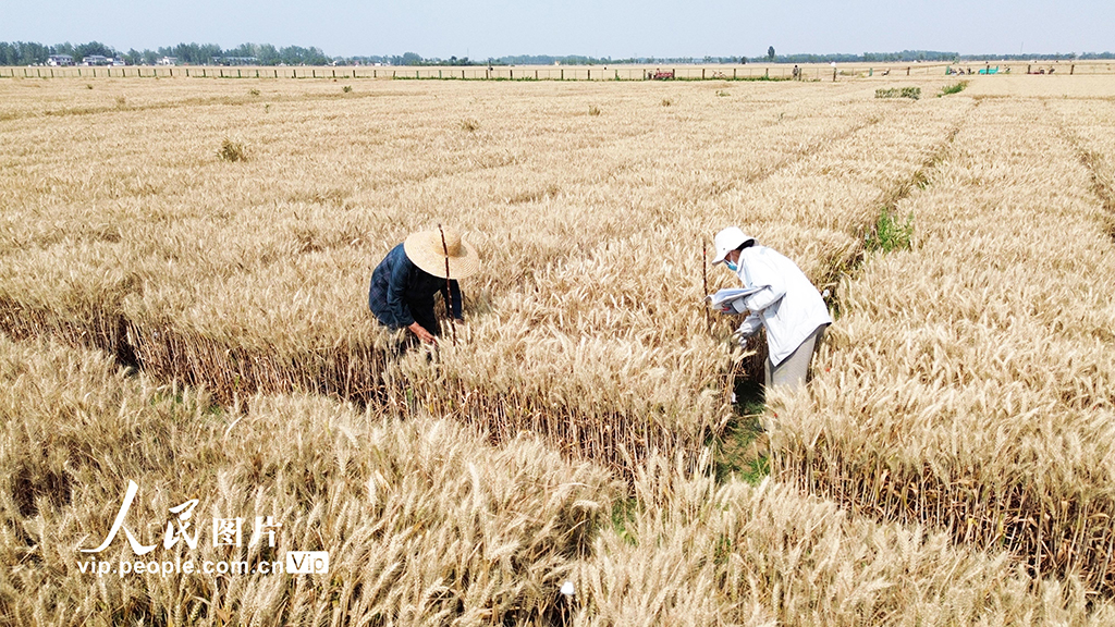 河南許昌:麥田里“選秀”【10】