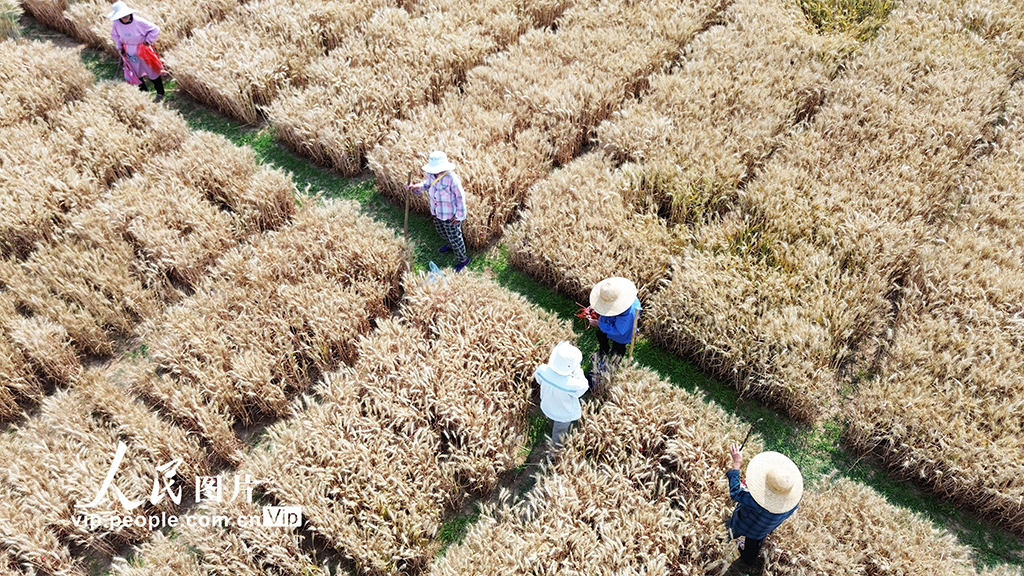 河南許昌:麥田里“選秀”【11】