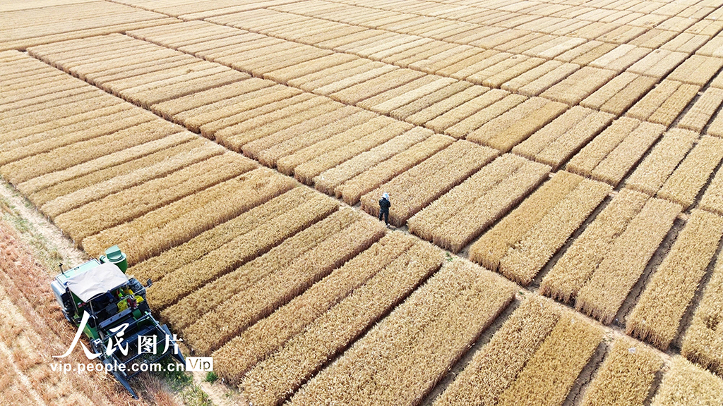 河南許昌:麥田里“選秀”【14】