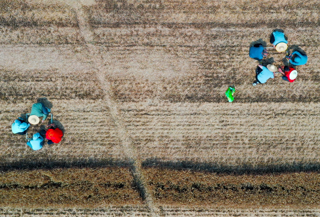 5月28日，在活動現場，工作人員在選定的采樣區域撿拾掉落的麥粒（無人機照片）。