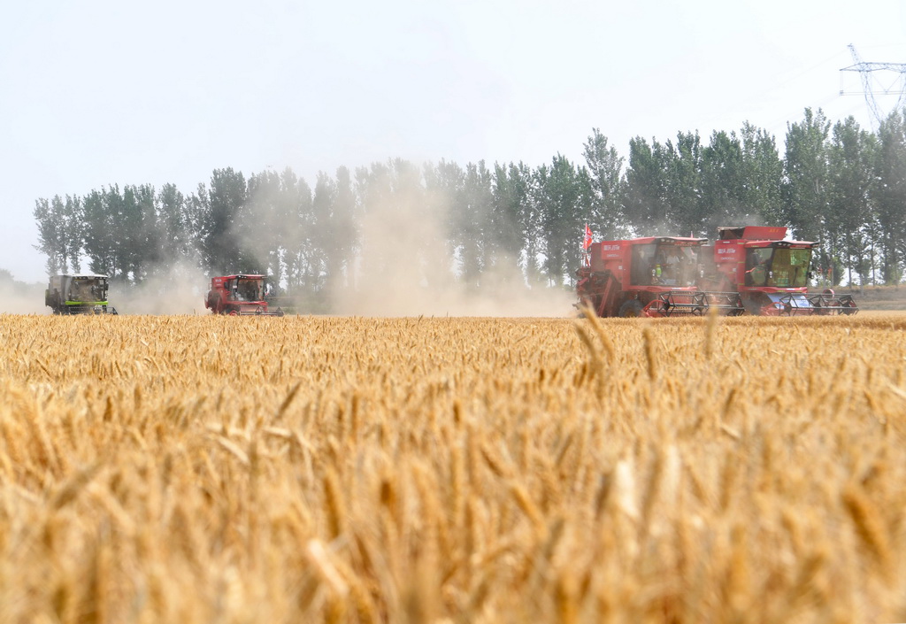 5月28日，在活動現場，農機手駕駛收割機收割小麥。