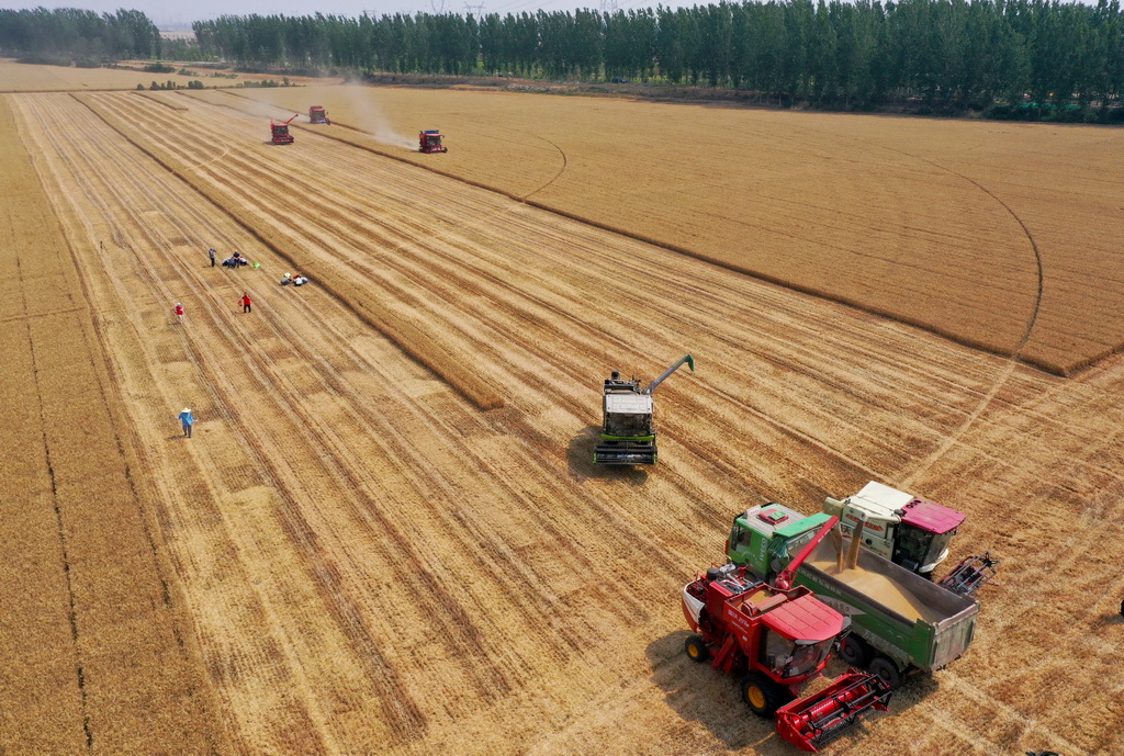 麥田機收大“比武” 減損節糧助增收