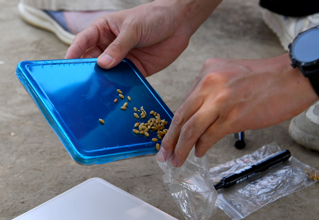 5月28日，在活動現場，工作人員將稱重后的小麥倒入樣品袋中。