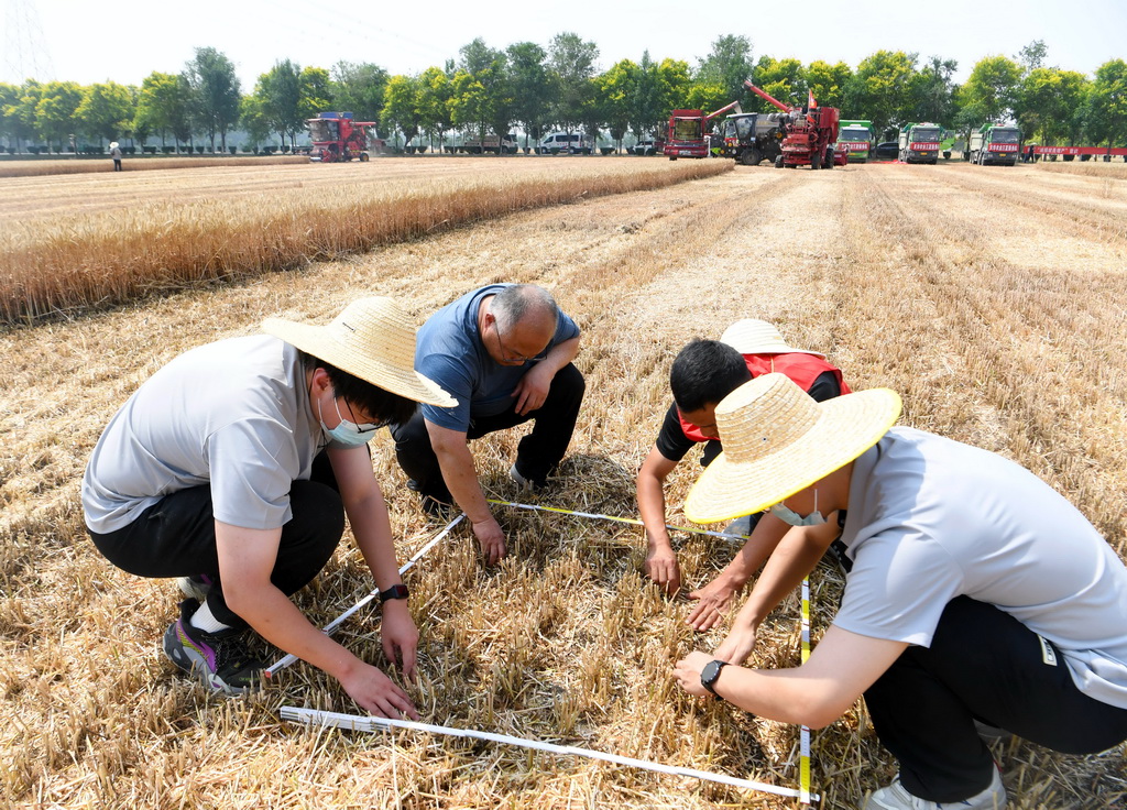 5月28日，在活動現場，工作人員在選定的采樣區域撿拾掉落的麥粒。