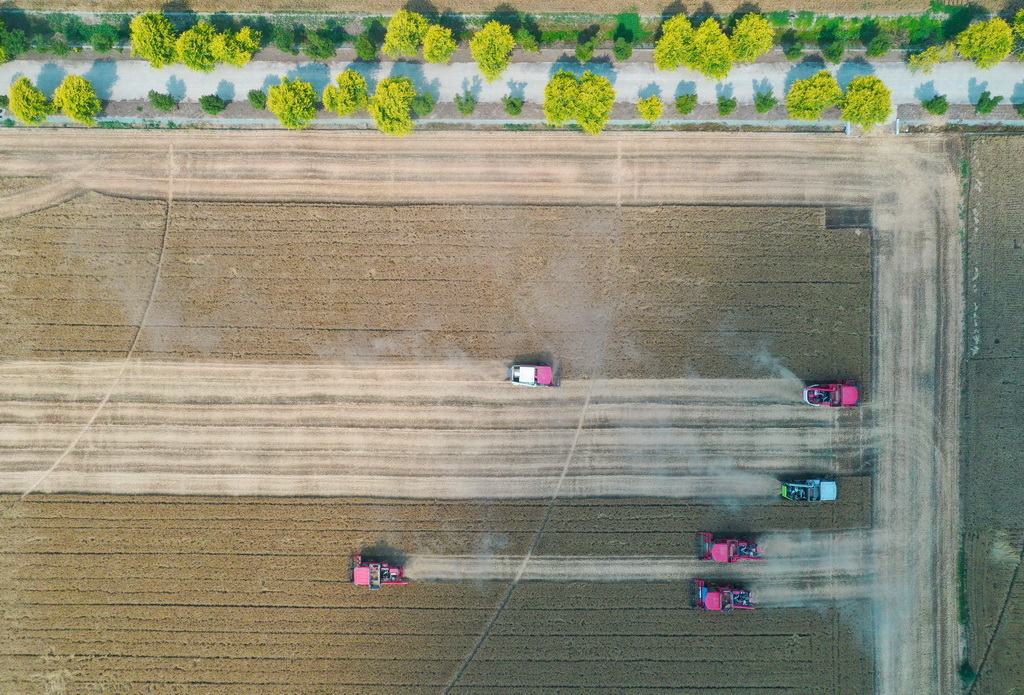 這是5月28日在河南省周口市商水縣張莊鎮張坡村拍攝的活動現場（無人機照片）。