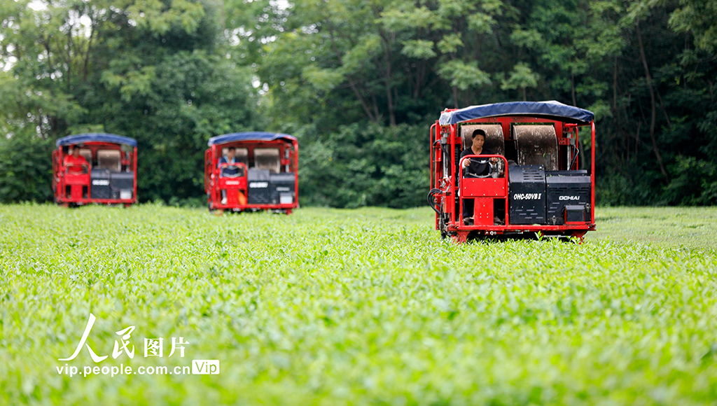 江西泰和：智能機器采收夏茶【2】