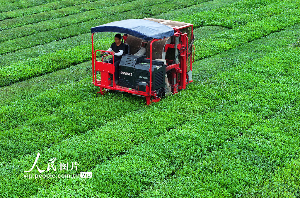 江西泰和：智能機器采收夏茶【3】