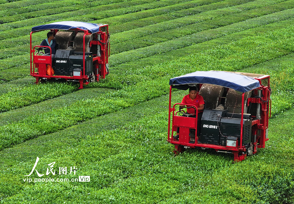 江西泰和：智能機器采收夏茶【4】