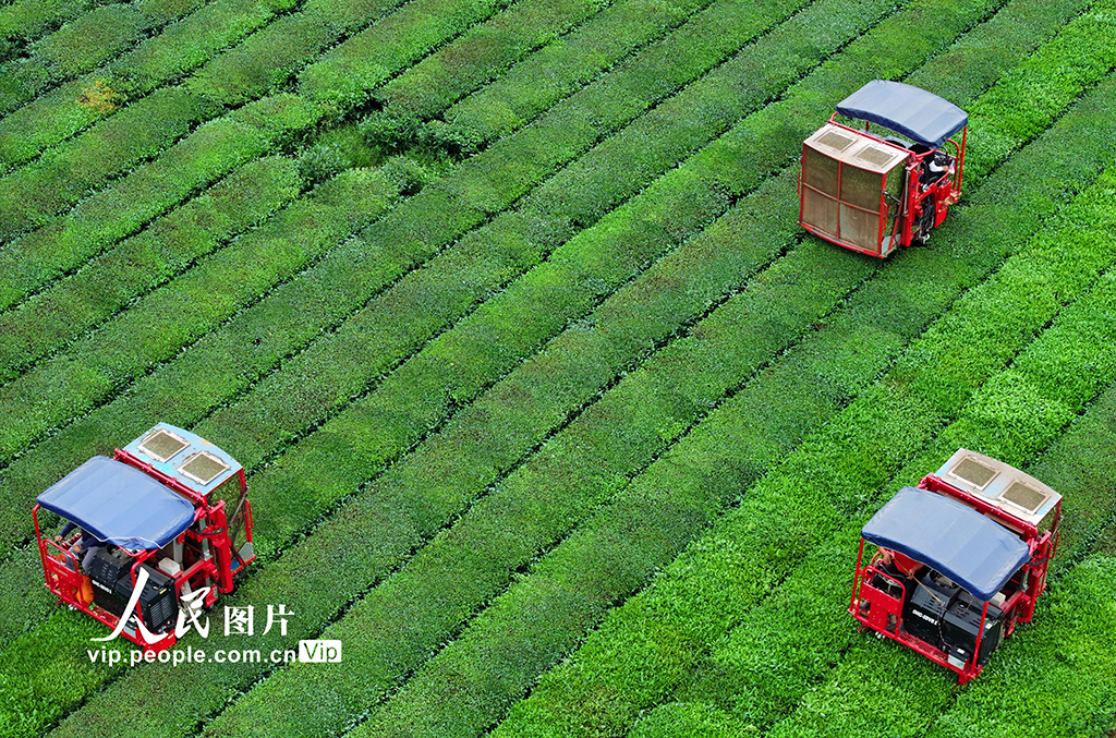 江西泰和：智能機器采收夏茶【5】