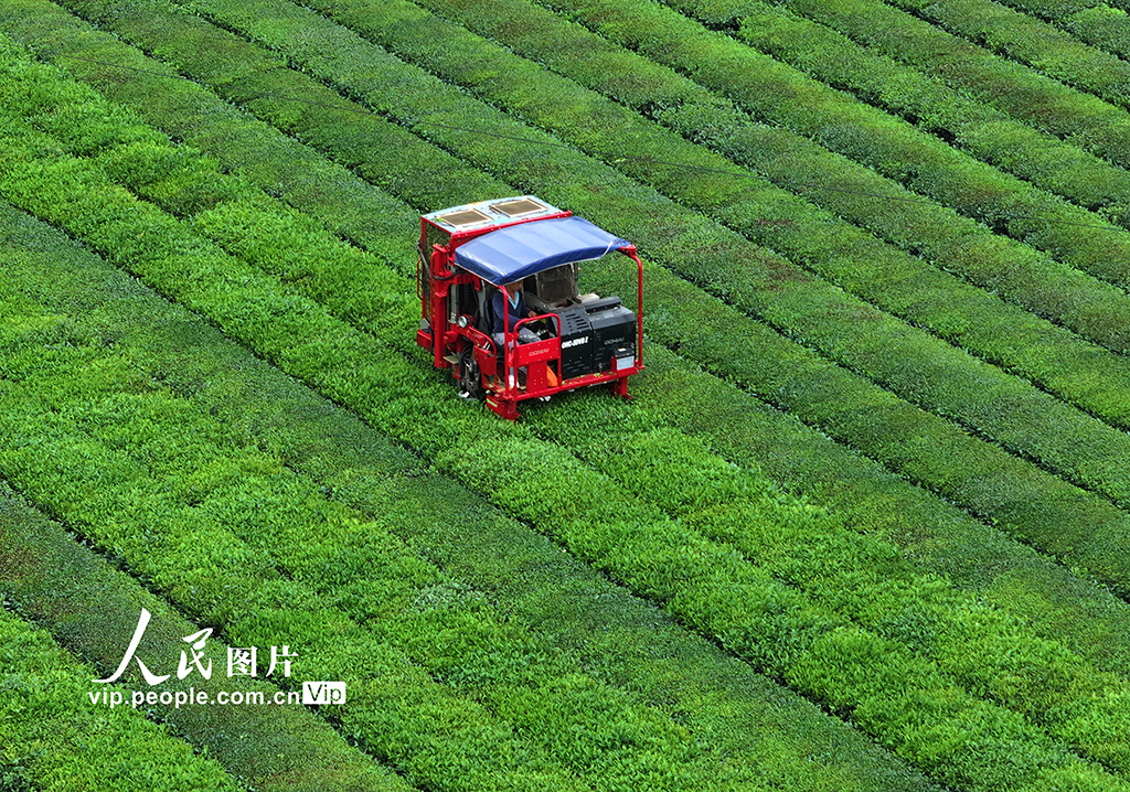 江西泰和：智能機器采收夏茶【6】