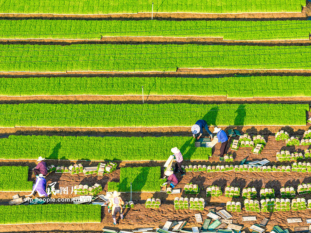 安徽蕪湖：稻田勞作【2】