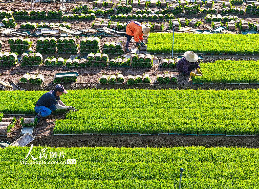 安徽蕪湖：稻田勞作【3】