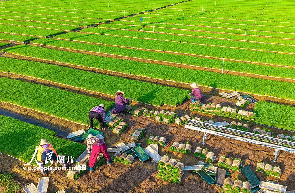 安徽蕪湖：稻田勞作【4】