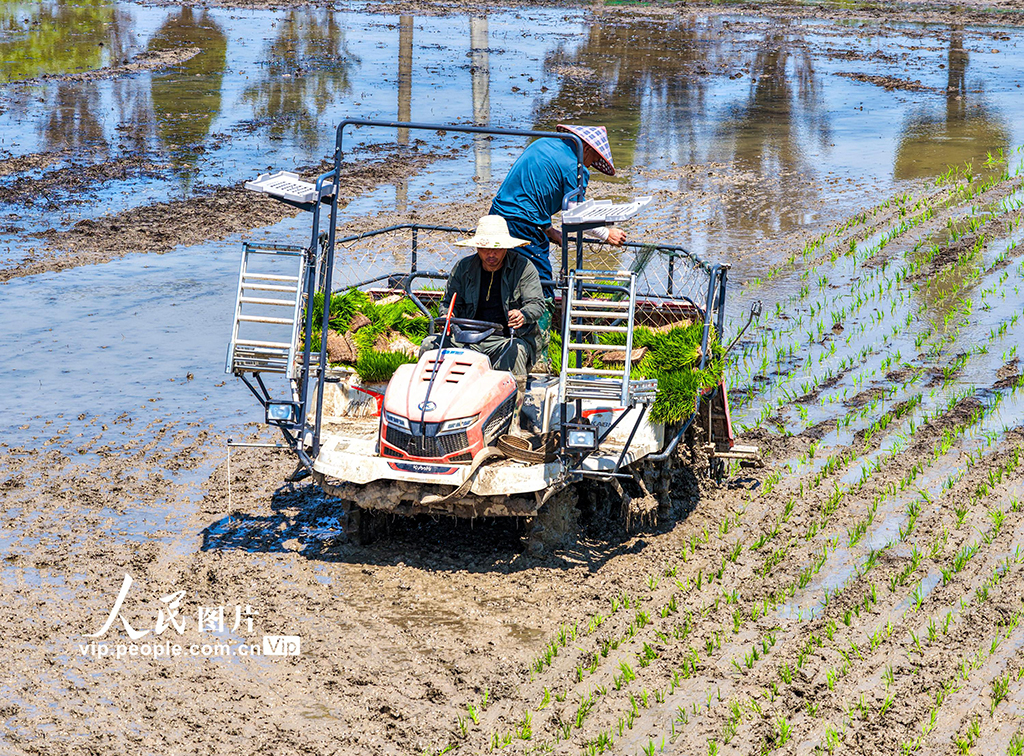 安徽蕪湖：稻田勞作【5】