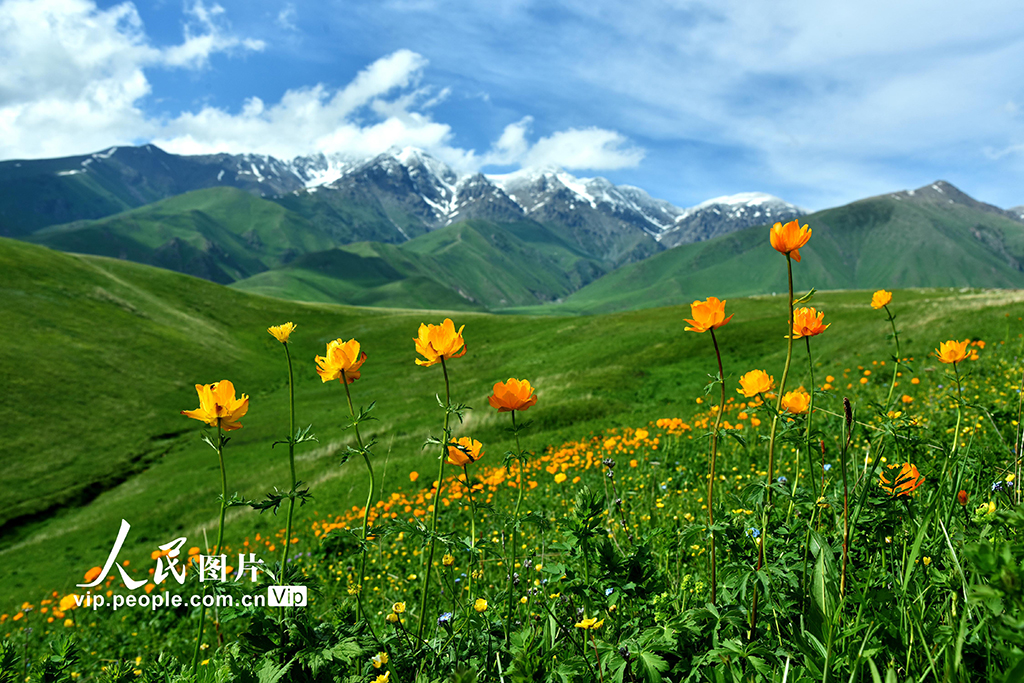 新疆伊寧：托乎拉蘇大草原景色美【2】