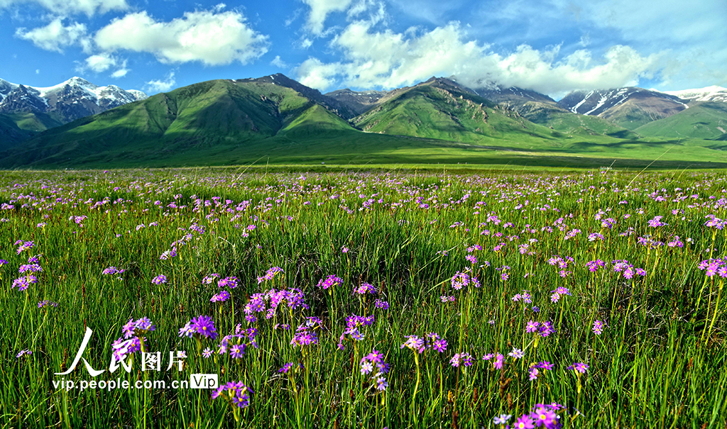 新疆伊寧：托乎拉蘇大草原景色美【3】