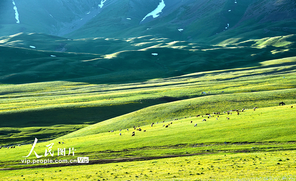 新疆伊寧:托乎拉蘇大草原景色美【4】