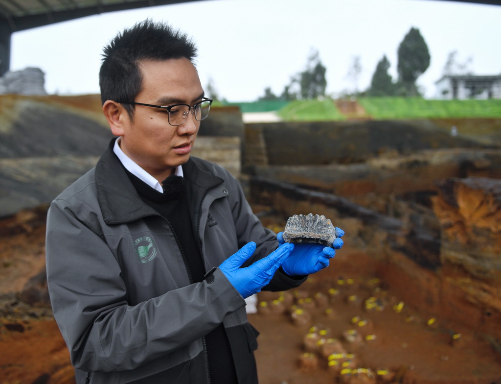 四川省文物考古研究院舊石器考古研究所所長鄭喆軒展示從四川資陽濛溪河遺址群出土的象牙（2023年12月5日攝）。新華社記者 劉坤 攝