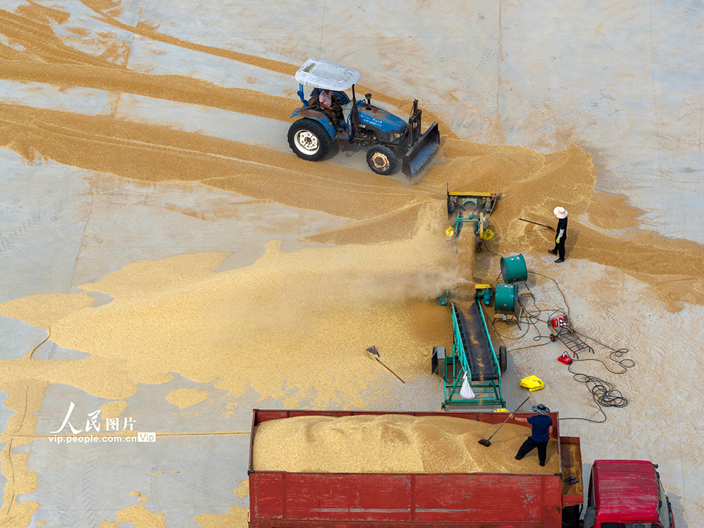 江蘇泗洪:收麥【2】