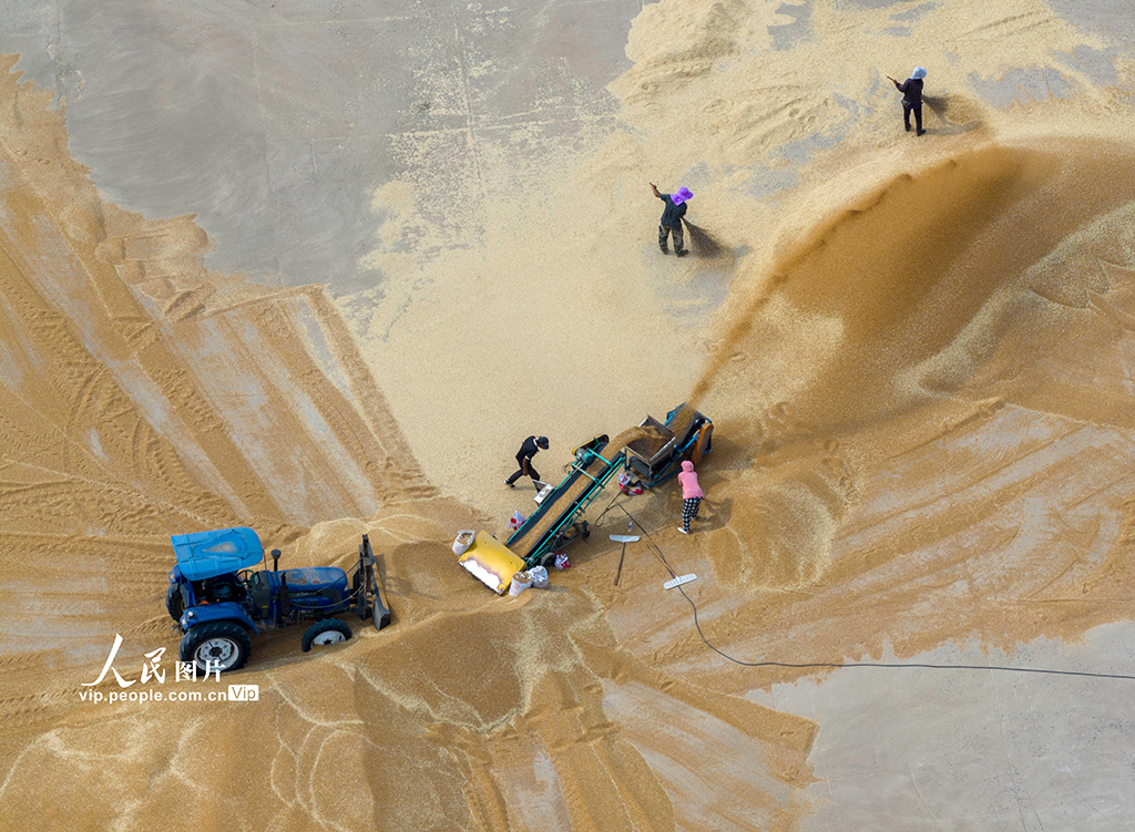 江蘇泗洪:收麥【3】