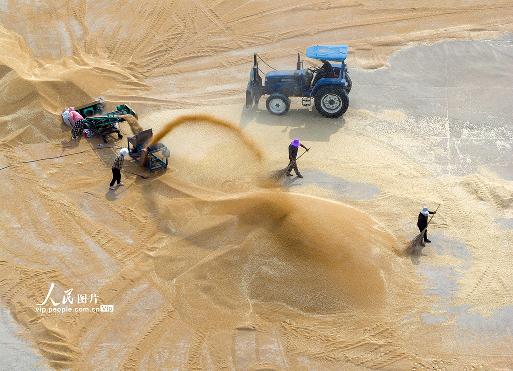 江蘇泗洪:收麥【4】