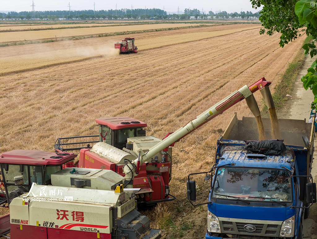 江蘇泗洪:收麥【5】