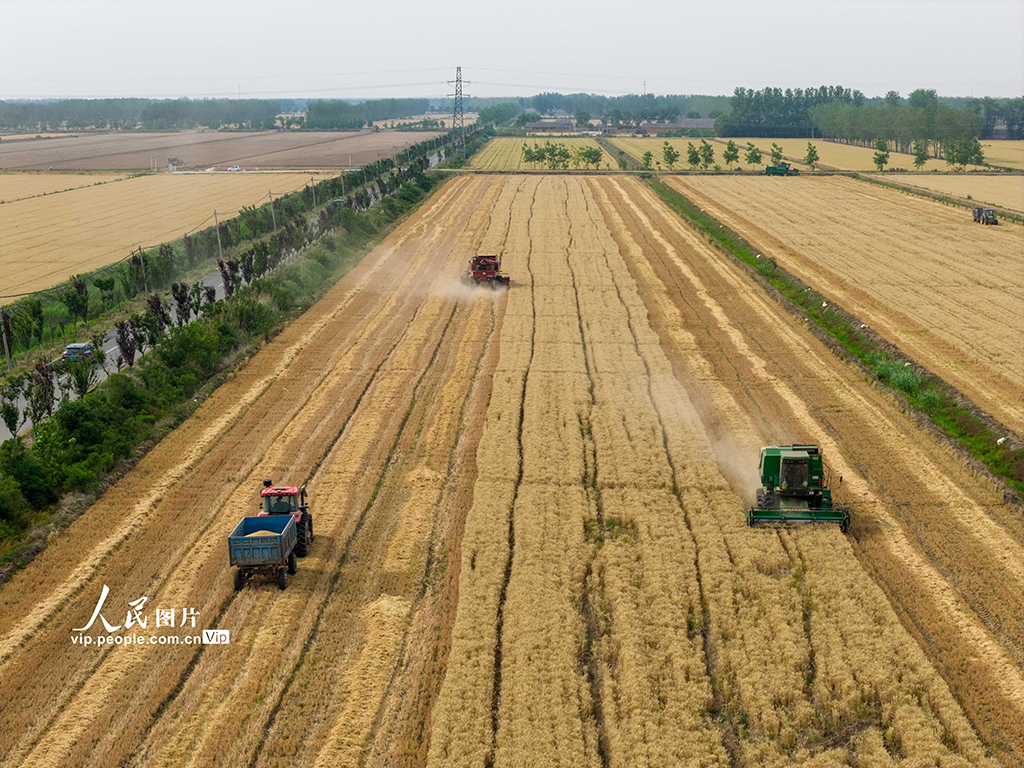 江蘇泗洪:收麥【6】