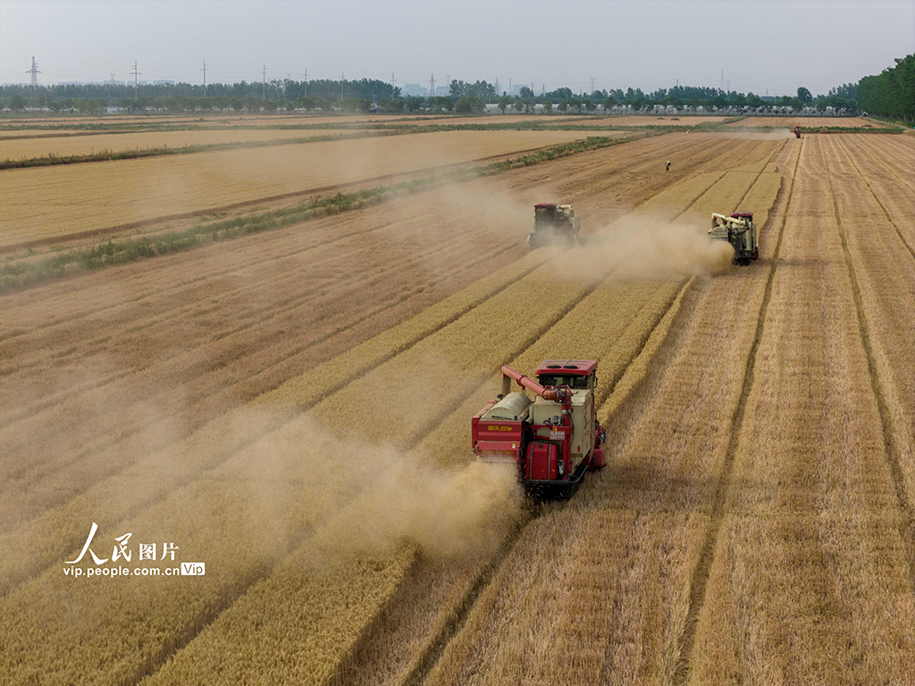江蘇泗洪:收麥【7】