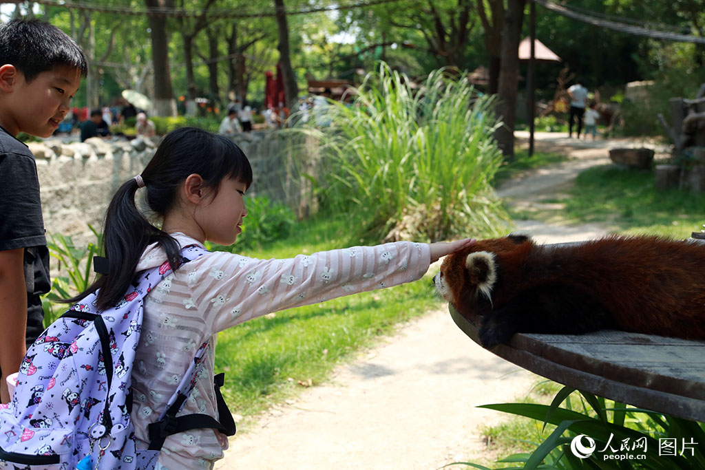2025年5月30日，上海野生動物園小熊貓活動區，不少小朋友前來打卡，與小熊貓親密互動。人民網記者 龔莎攝