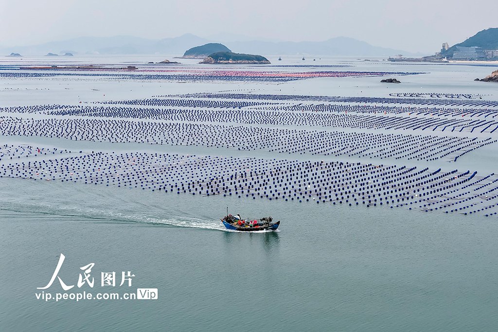 福建連江：夏日“海洋牧場”耕作忙【2】