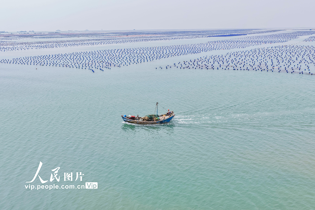 福建連江：夏日“海洋牧場”耕作忙【3】