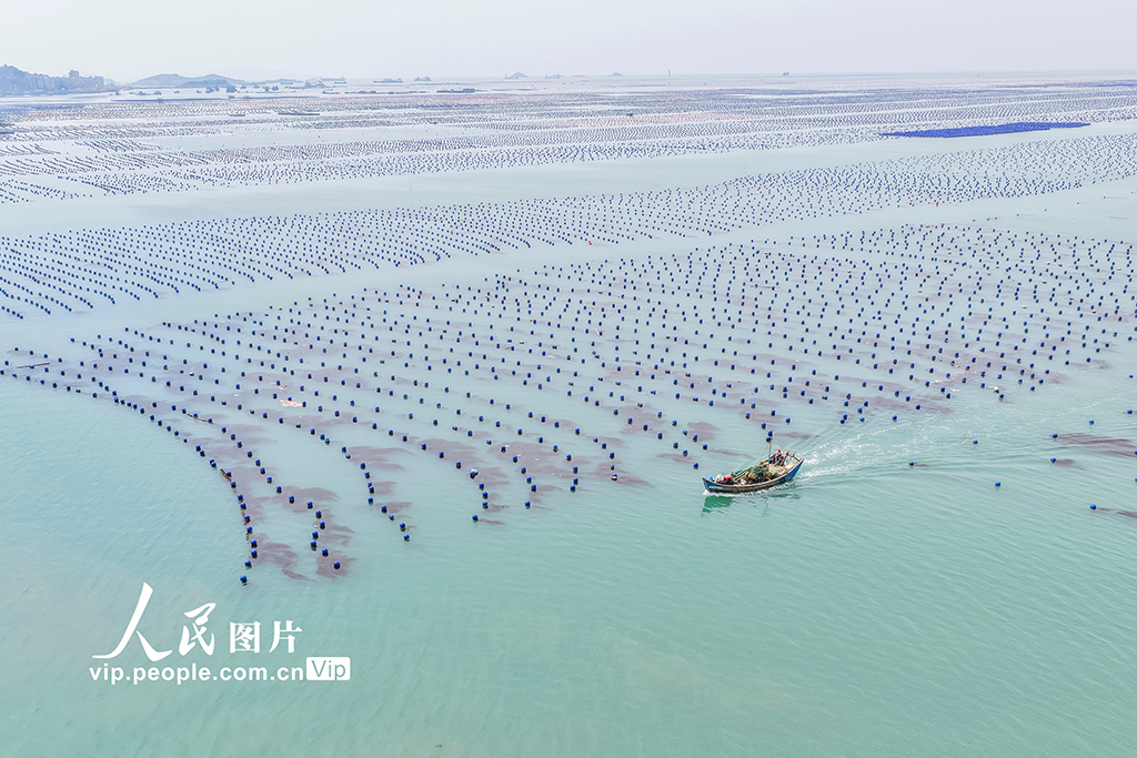 福建連江：夏日“海洋牧場”耕作忙【4】