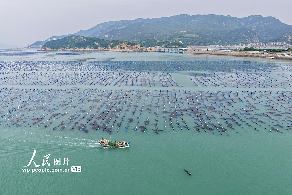 福建連江：夏日“海洋牧場”耕作忙【5】