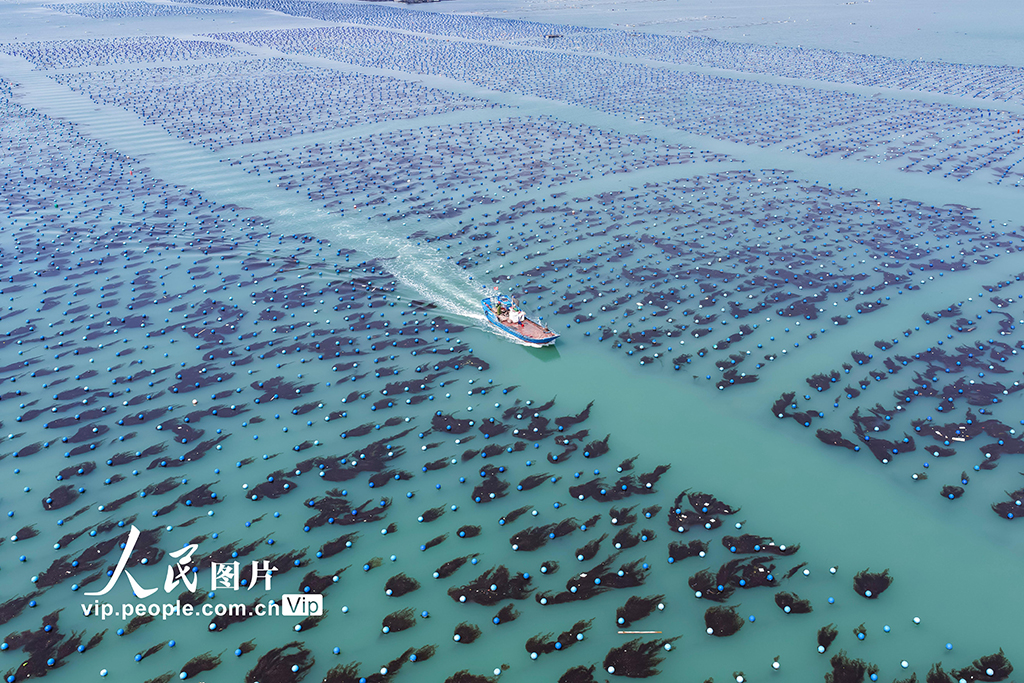 福建連江：夏日“海洋牧場”耕作忙【6】