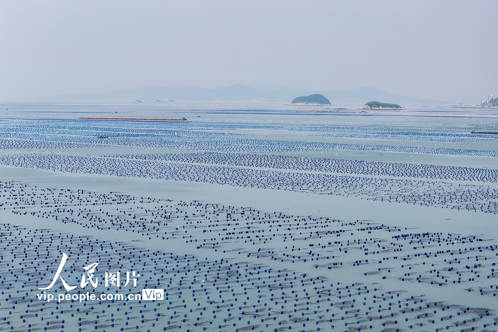 福建連江：夏日“海洋牧場”耕作忙【7】