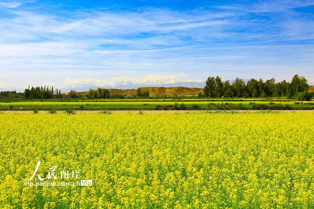 甘肅嘉峪關：長城腳下油菜花開引客來【2】