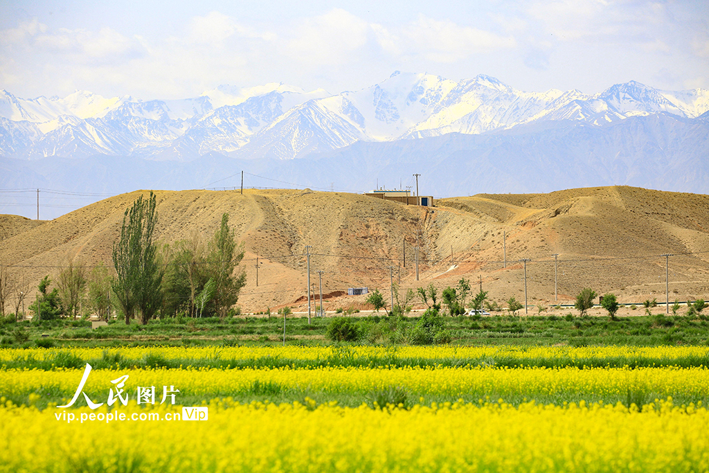 甘肅嘉峪關：長城腳下油菜花開引客來【3】