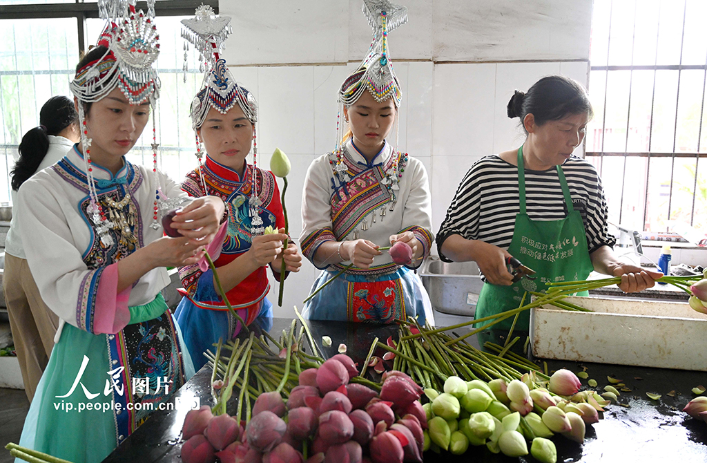 浙江武義:鮮切荷花熱銷【2】