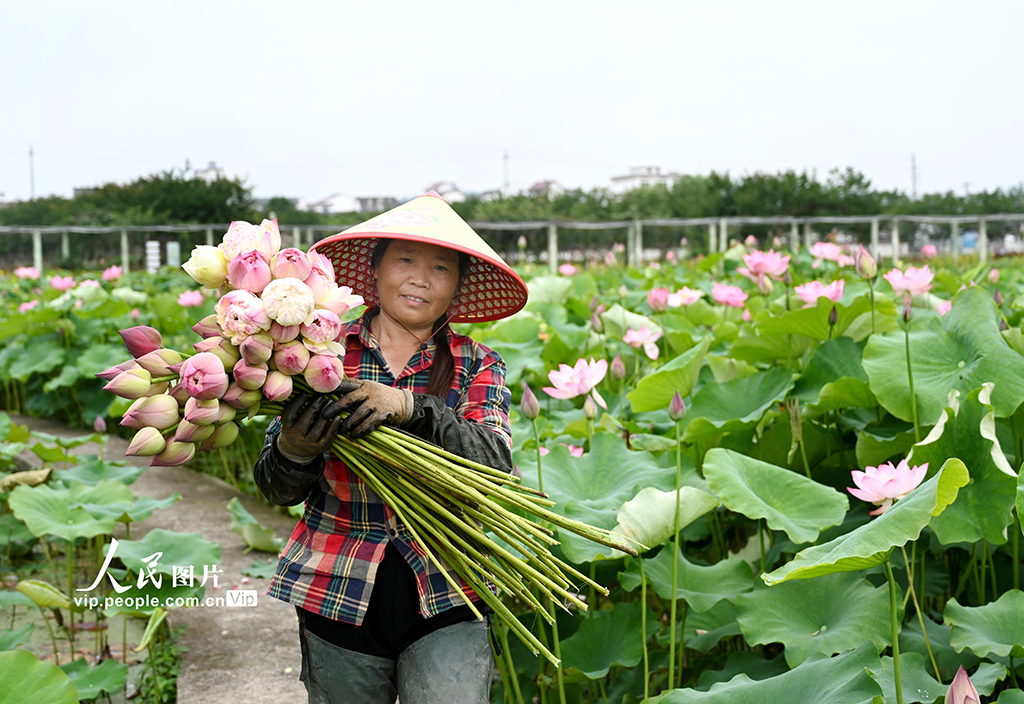 浙江武義:鮮切荷花熱銷【4】